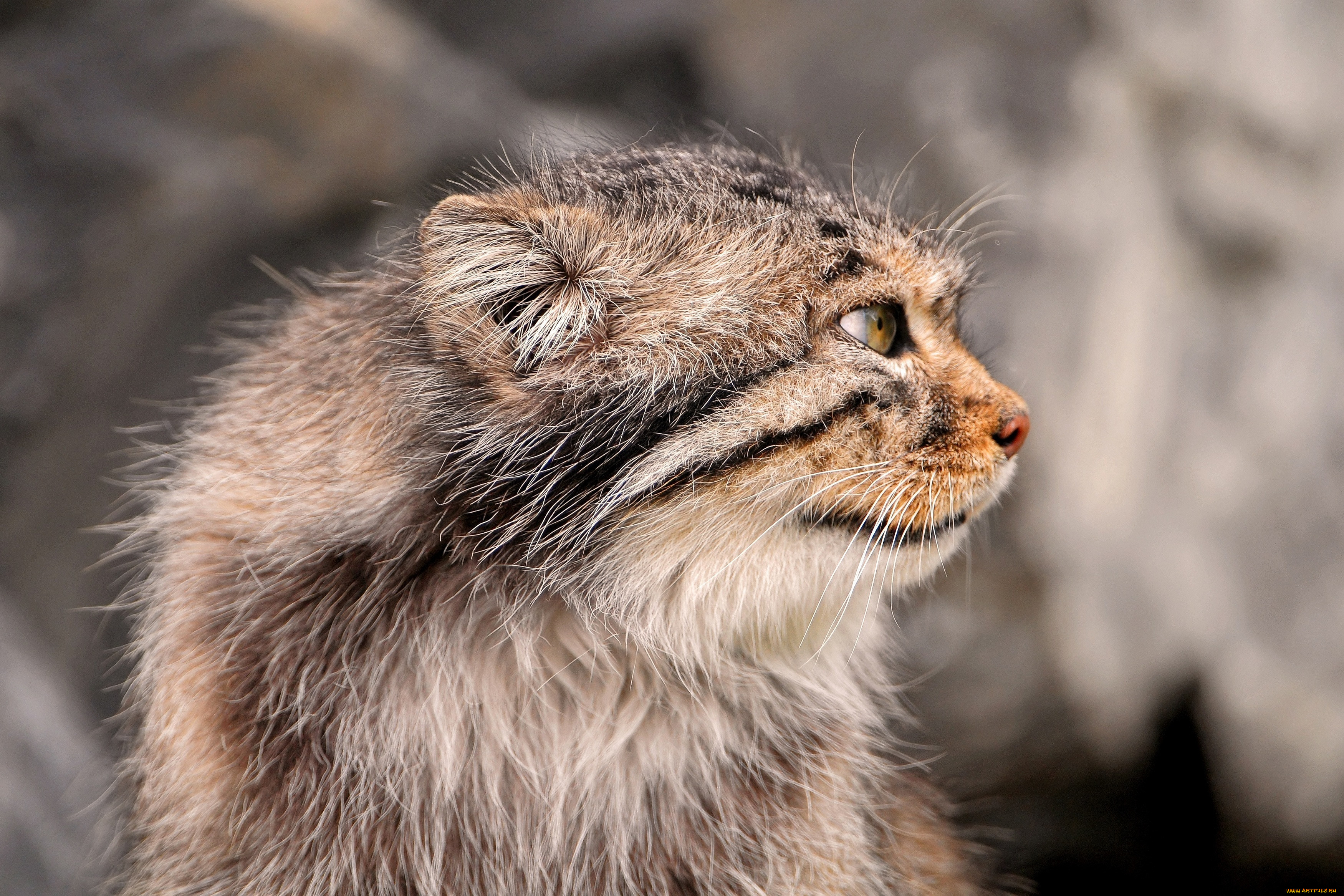 Манул картинки. Кот Манул. Манул (палласов кот). Манул мяукает. Кот Манул рыжий.